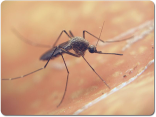 mosquito